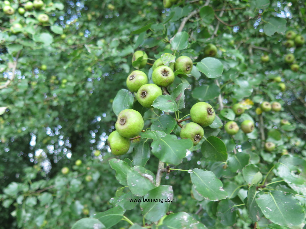 Herken de boomsoort NL Wilde peer; Latin Pyrus pyraster; UK European