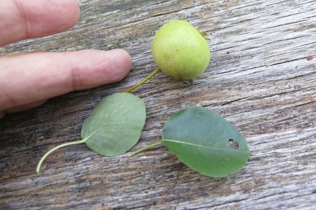  picture  Wilde_peer |Pyrus_pyraster