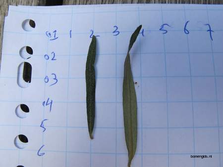  picture  Wilgbladige_duindoorn |Hippophae_salicifolia