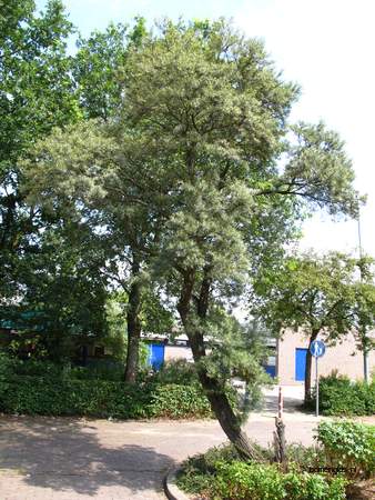  picture  Wilgbladige_duindoorn |Hippophae_salicifolia