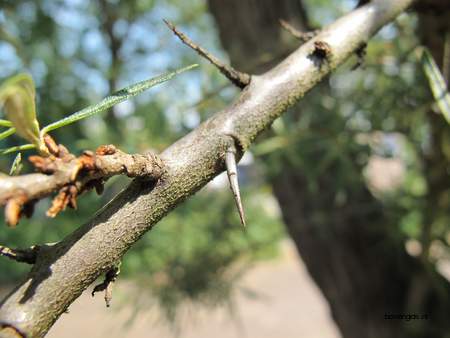  picture  Wilgbladige_duindoorn |Hippophae_salicifolia