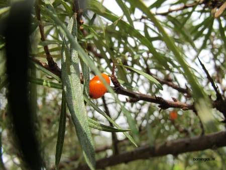  picture  Wilgbladige_duindoorn |Hippophae_salicifolia