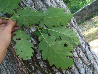  picture  Wintereik |Quercus_petraea