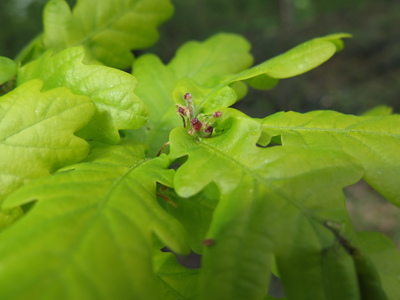  picture  Wintereik |Quercus_petraea