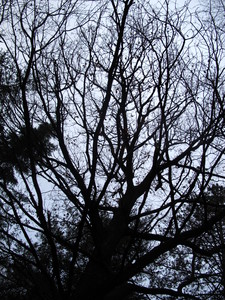 picture  Wintereik |Quercus_petraea