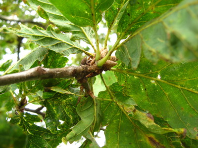  picture  Wintereik |Quercus_petraea