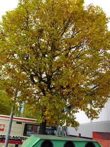  picture  Wintereik |Quercus_petraea