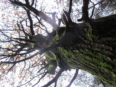  picture  Wintereik |Quercus_petraea