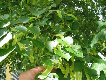  picture  Winterlinde |Tilia_cordata