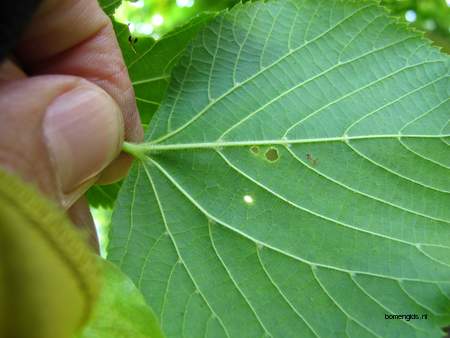  picture  Winterlinde |Tilia_cordata