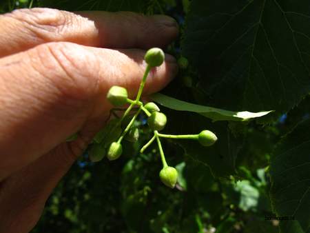  picture  Winterlinde |Tilia_cordata