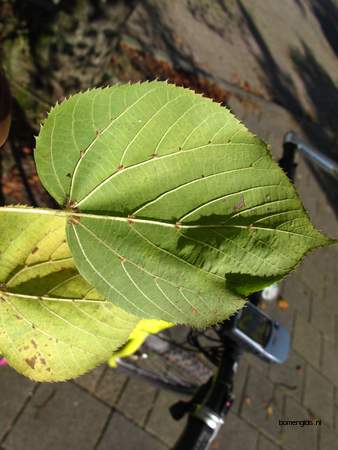  picture  Winterlinde |Tilia_cordata