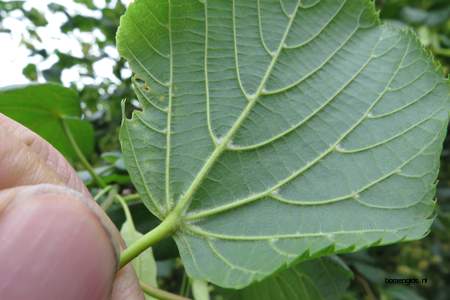  picture  Winterlinde |Tilia_cordata