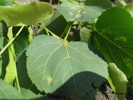  picture  Winterlinde |Tilia_cordata