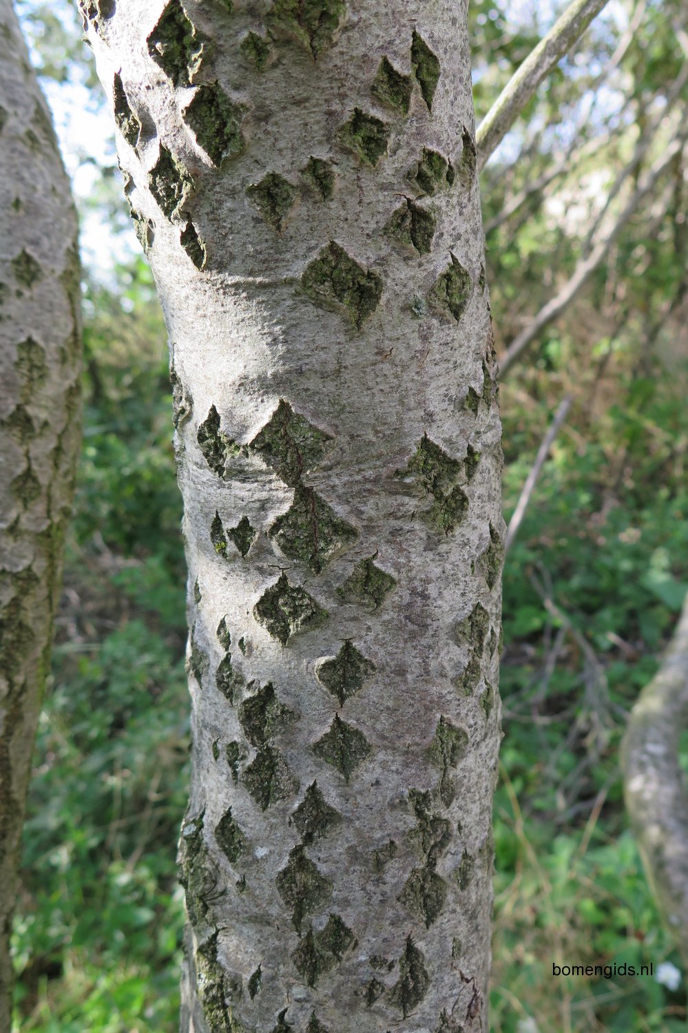Herken de boomsoort NL: Witte abeel; Latin: Populus alba; UK: European ...