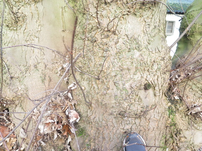  picture  Witte_esdoorn |Acer_sacharinum