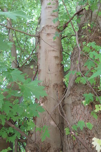  picture  Witte_esdoorn |Acer_sacharinum