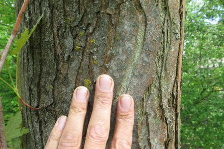  picture  Witte_esdoorn |Acer_sacharinum