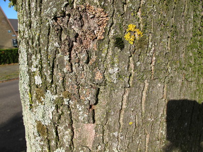  picture  Witte_esdoorn |Acer_sacharinum