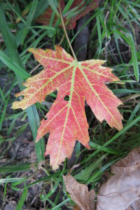  picture  Witte_esdoorn |Acer_sacharinum