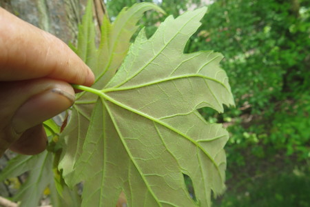  picture  Witte_esdoorn |Acer_sacharinum