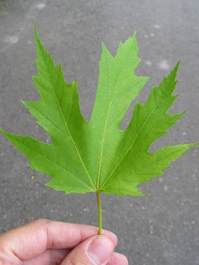  picture  Witte_esdoorn |Acer_sacharinum