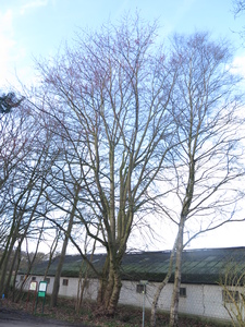  picture  Witte_esdoorn |Acer_sacharinum