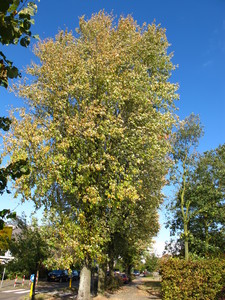  picture  Witte_esdoorn |Acer_sacharinum