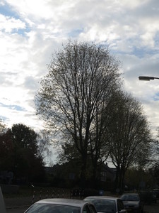  picture  Witte_esdoorn |Acer_sacharinum