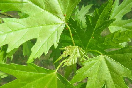  picture  Witte_esdoorn |Acer_sacharinum