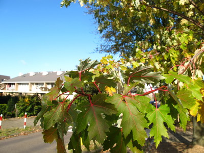  picture  Witte_esdoorn |Acer_sacharinum