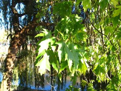  picture  Witte_esdoorn |Acer_sacharinum