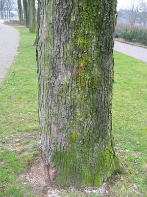  picture  Witte_esdoorn |Acer_sacharinum