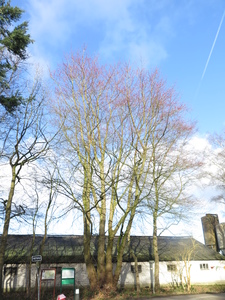  picture  Witte_esdoorn |Acer_sacharinum