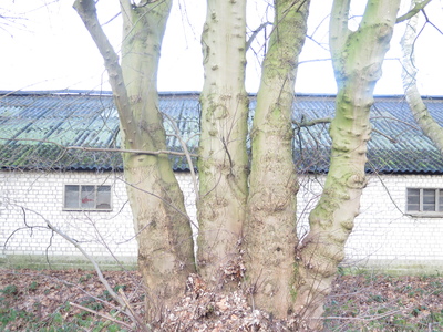  picture  Witte_esdoorn |Acer_sacharinum