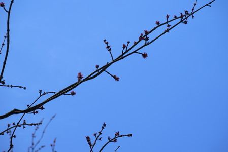  picture  Witte_esdoorn |Acer_sacharinum