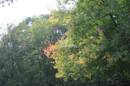  picture  Witte_esdoorn |Acer_sacharinum