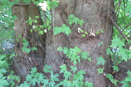  picture  Witte_esdoorn |Acer_sacharinum