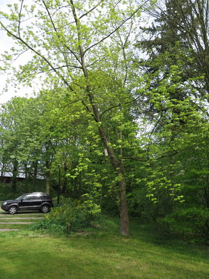  picture  Witte_esdoorn |Acer_sacharinum