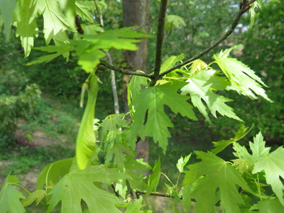  picture  Witte_esdoorn |Acer_sacharinum