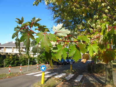  picture  Witte_esdoorn |Acer_sacharinum