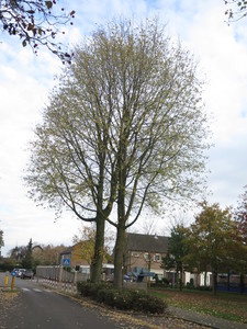  picture  Witte_esdoorn |Acer_sacharinum