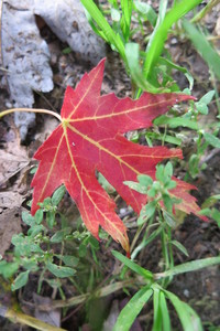  picture  Witte_esdoorn |Acer_sacharinum