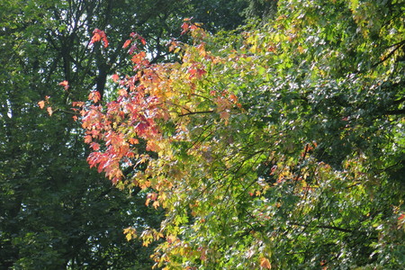  picture  Witte_esdoorn |Acer_sacharinum