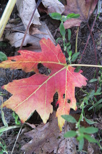  picture  Witte_esdoorn |Acer_sacharinum