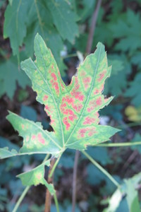  picture  Witte_esdoorn |Acer_sacharinum