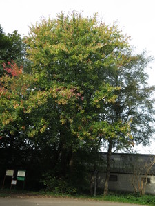  picture  Witte_esdoorn |Acer_sacharinum