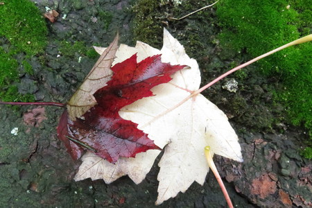  picture  Witte_esdoorn |Acer_sacharinum