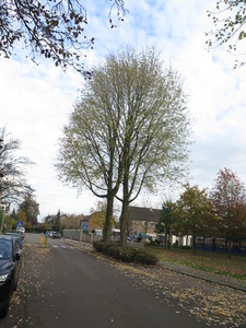  picture  Witte_esdoorn |Acer_sacharinum