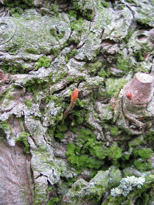  picture  Witte_esdoorn |Acer_sacharinum